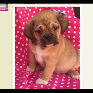 Meet your Posher, Gina